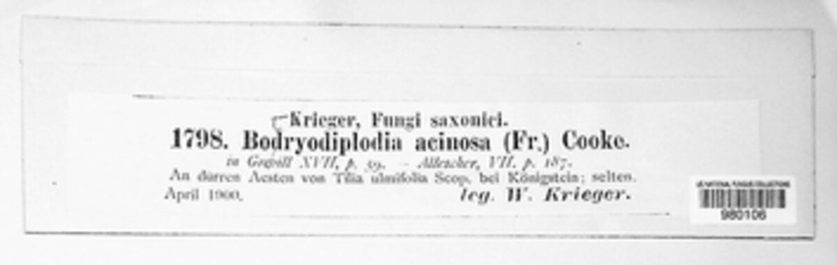 Botryodiplodia acinosa image